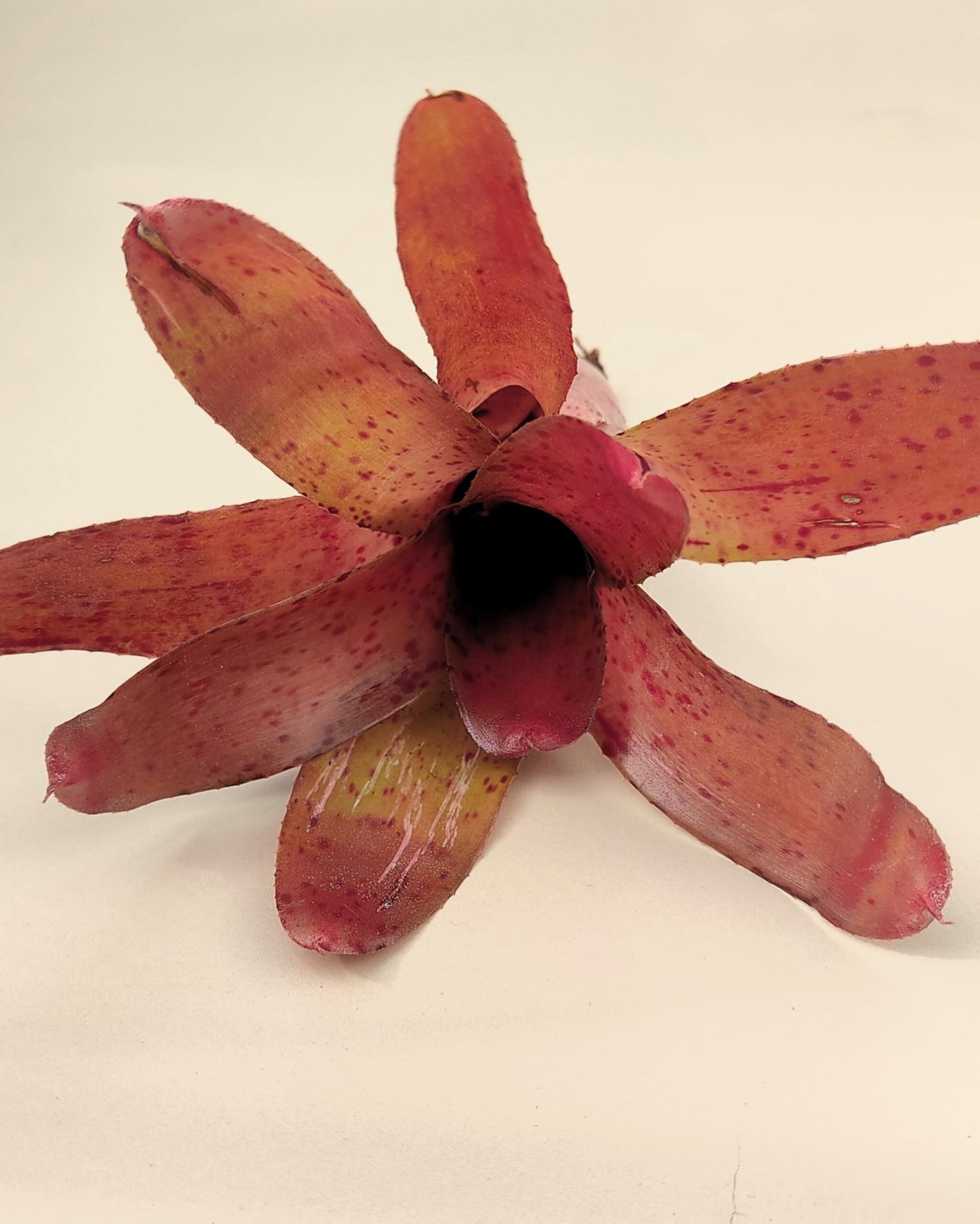 Neoregelia Iride; bromelia colorida, bromelia punteada; Curiosarium; altura 15 cm, diámetro 10 cm, sin sustrato_3