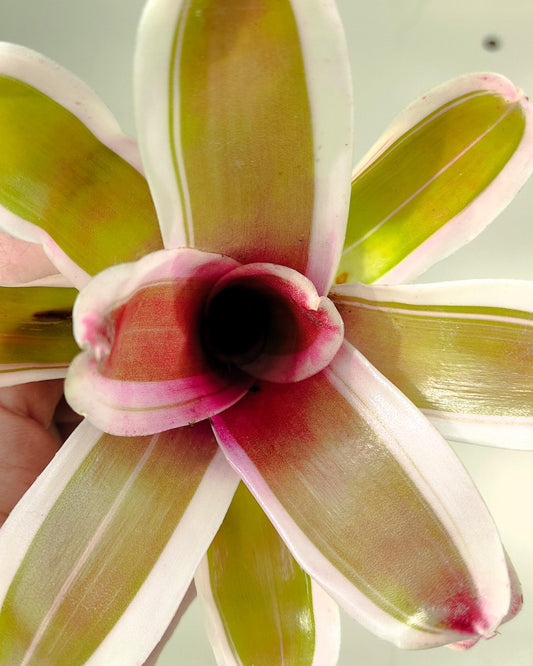 Neoregelia 'Pink'; bromelia rosa, bromelia tricolor; Curiosarium; altura 10 cm, diámetro 12 cm, sin sustrato_0