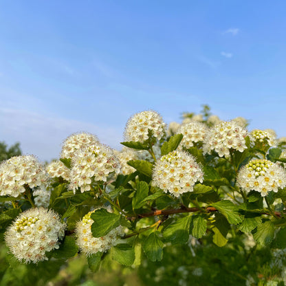 Ninebark - 2 Pzs - Physocarpus Opulifolius 'dart's Gold' - A30-40cm - ⌀17cm_1