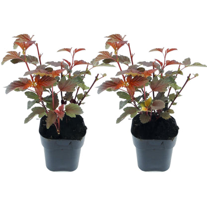Ninebark - 2 Pzs - Physocarpus 'lady In Red' - Altura 30-40cm - ⌀17cm_0