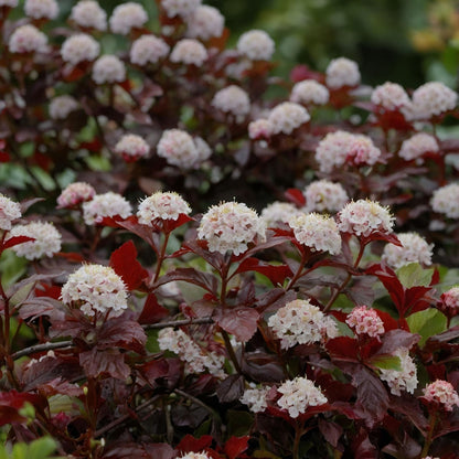 Ninebark - 2 Pzs - Physocarpus 'lady In Red' - Altura 30-40cm - ⌀17cm_1
