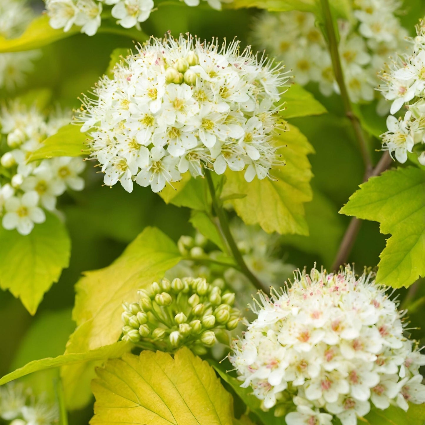 Ninebark - 4 Pzs - Physocarpus Opulifolius 'dart's Gold' - A30-40cm - ⌀17cm_3