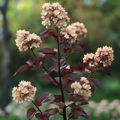 Ninebark - 4 Pzs - Physocarpus 'lady In Red' - Altura 30-40cm - ⌀17cm_3