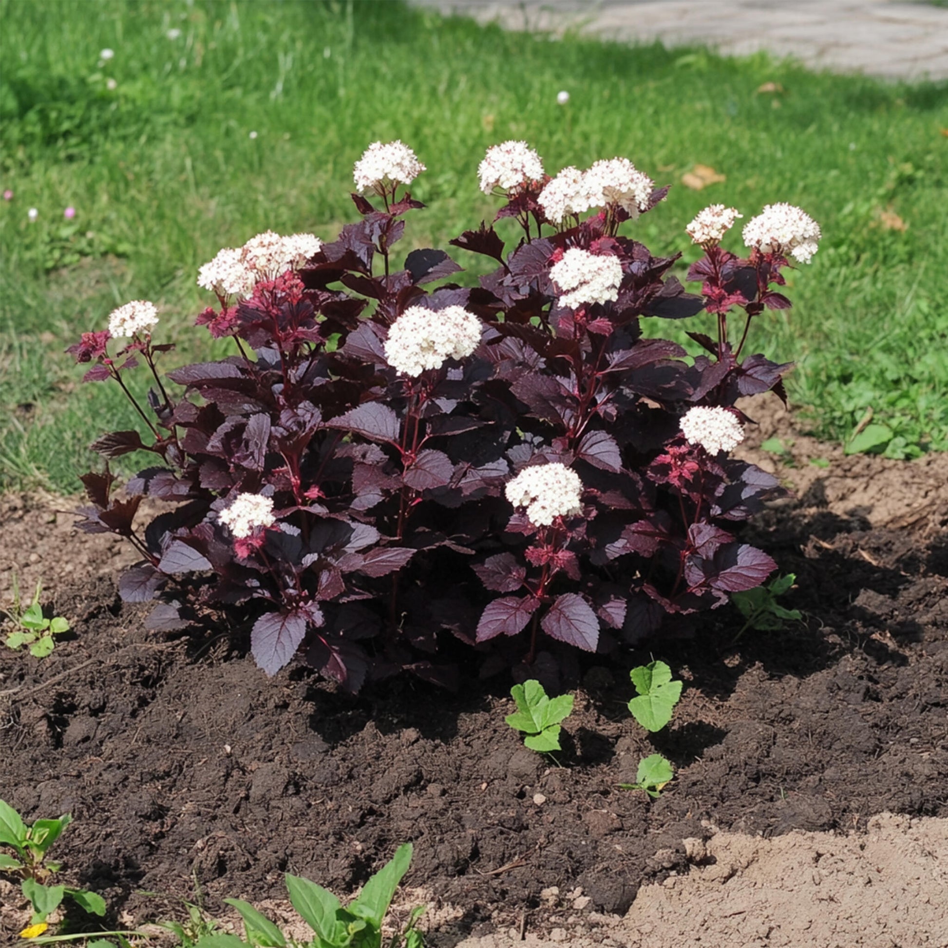 Ninebark - 4 Pzs - Physocarpus 'lady In Red' - Altura 30-40cm - ⌀17cm_4