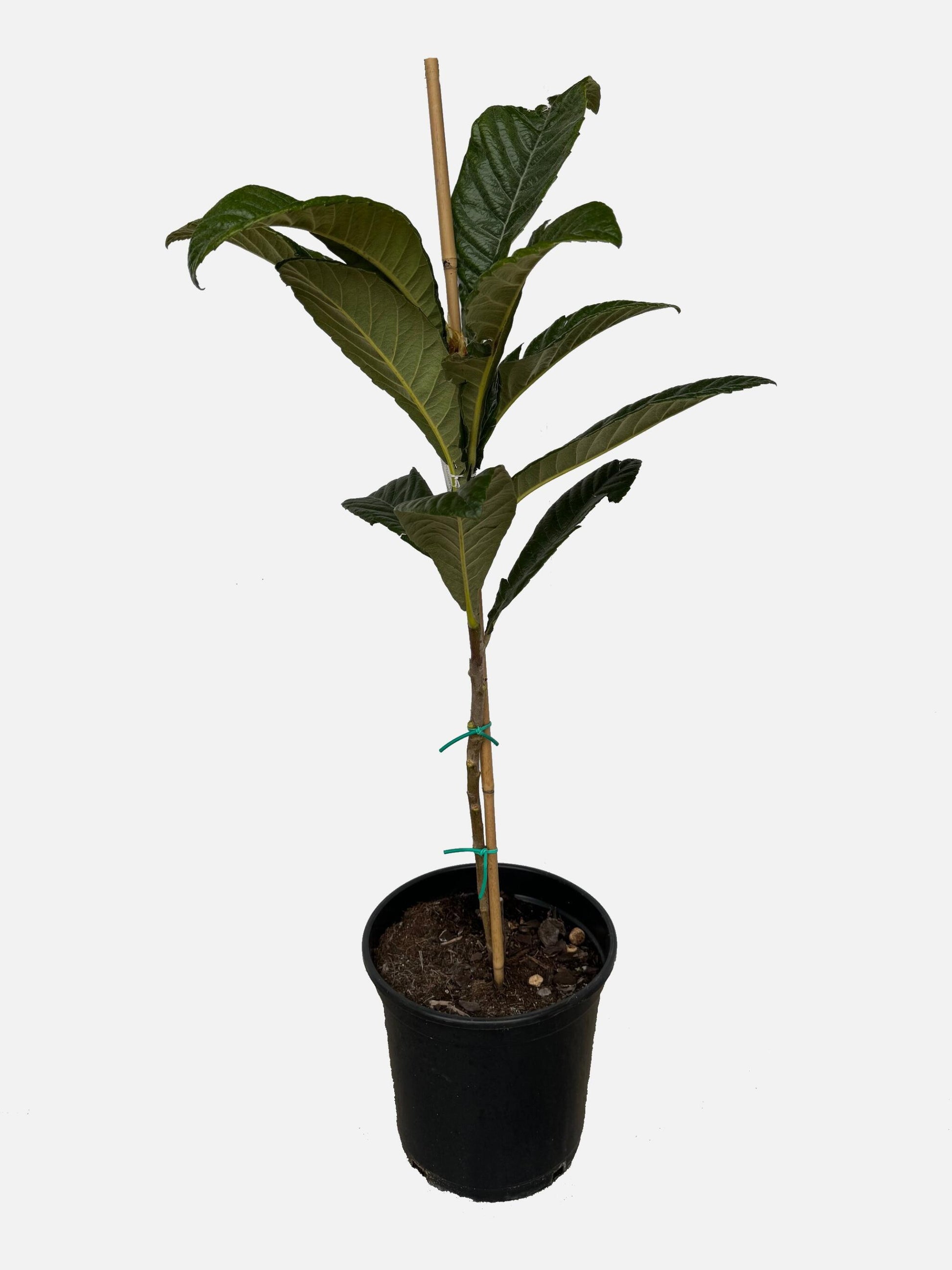 Níspero - Árbol Frutal - Altura Aprox. 120_1