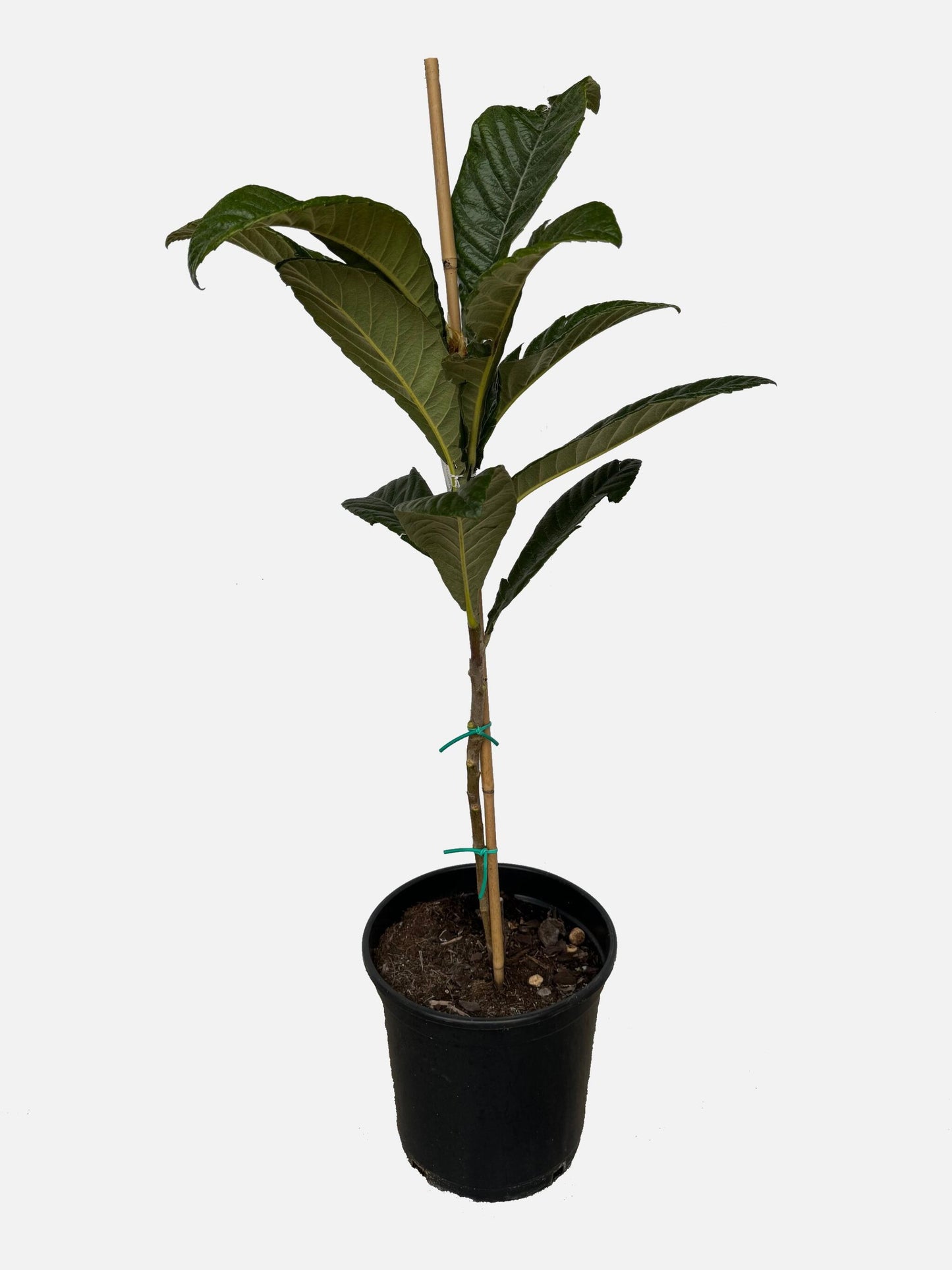 Níspero - Árbol Frutal - Altura Aprox. 120_1