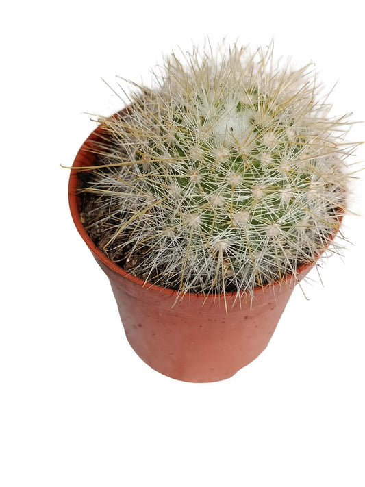 Notocactus Agnetae F Aureispinus Planta Suculenta Natural Ø5_0