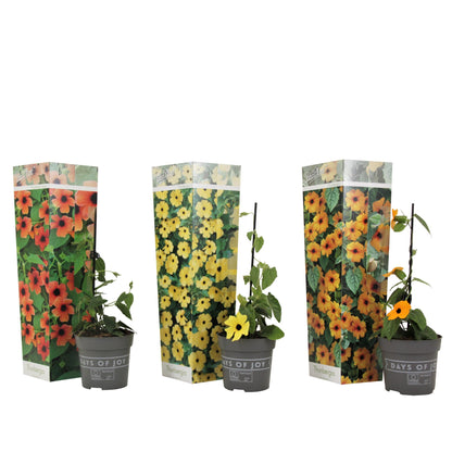 Ojo De Poeta - 3 Pzs - Thunbergia Alata - Altura 25-40cm - ⌀9cm_0