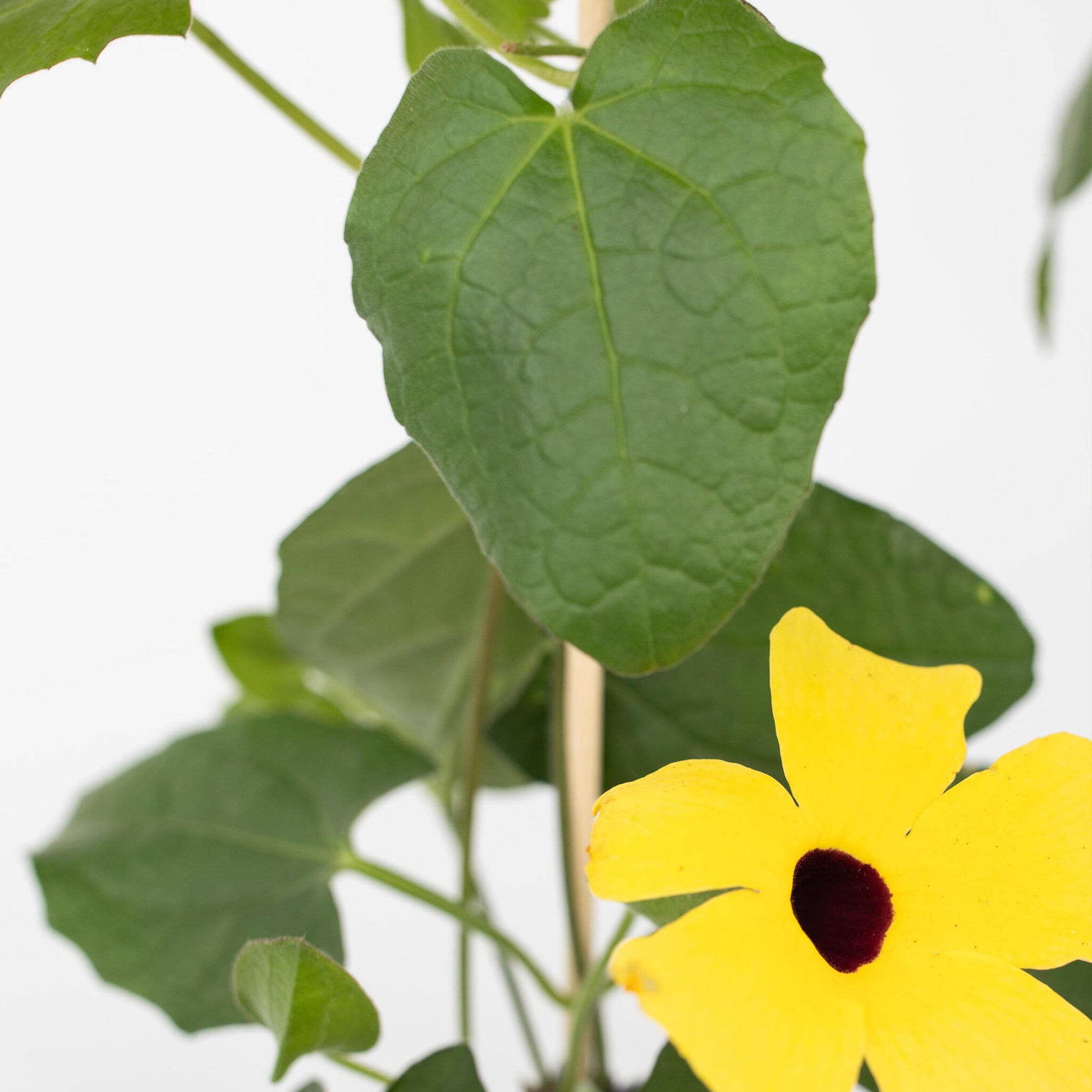 Ojo De Poeta - 6 Pzs - Thunbergia Alata - Altura 25-40cm - ⌀9cm_3