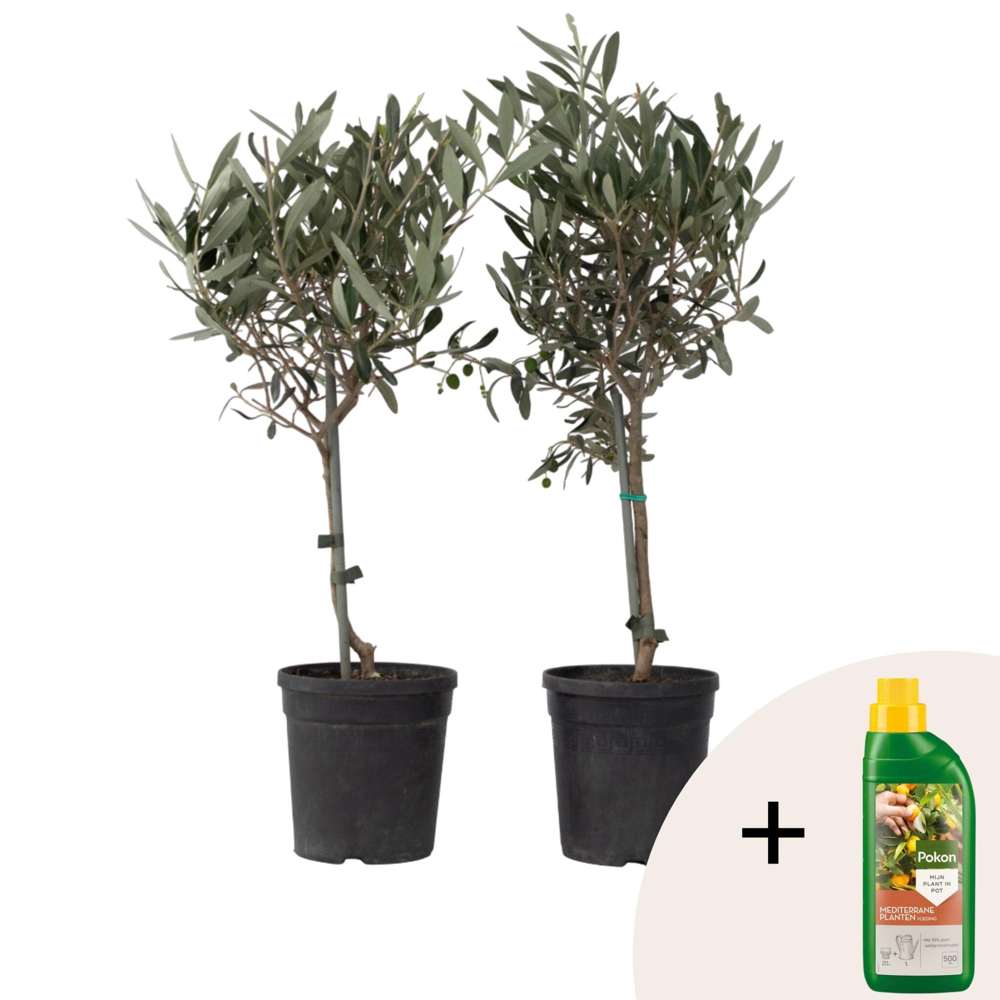 Olivo - 2 Pzs - Olea Europaea - Altura 50-60cm - ⌀14cm_0