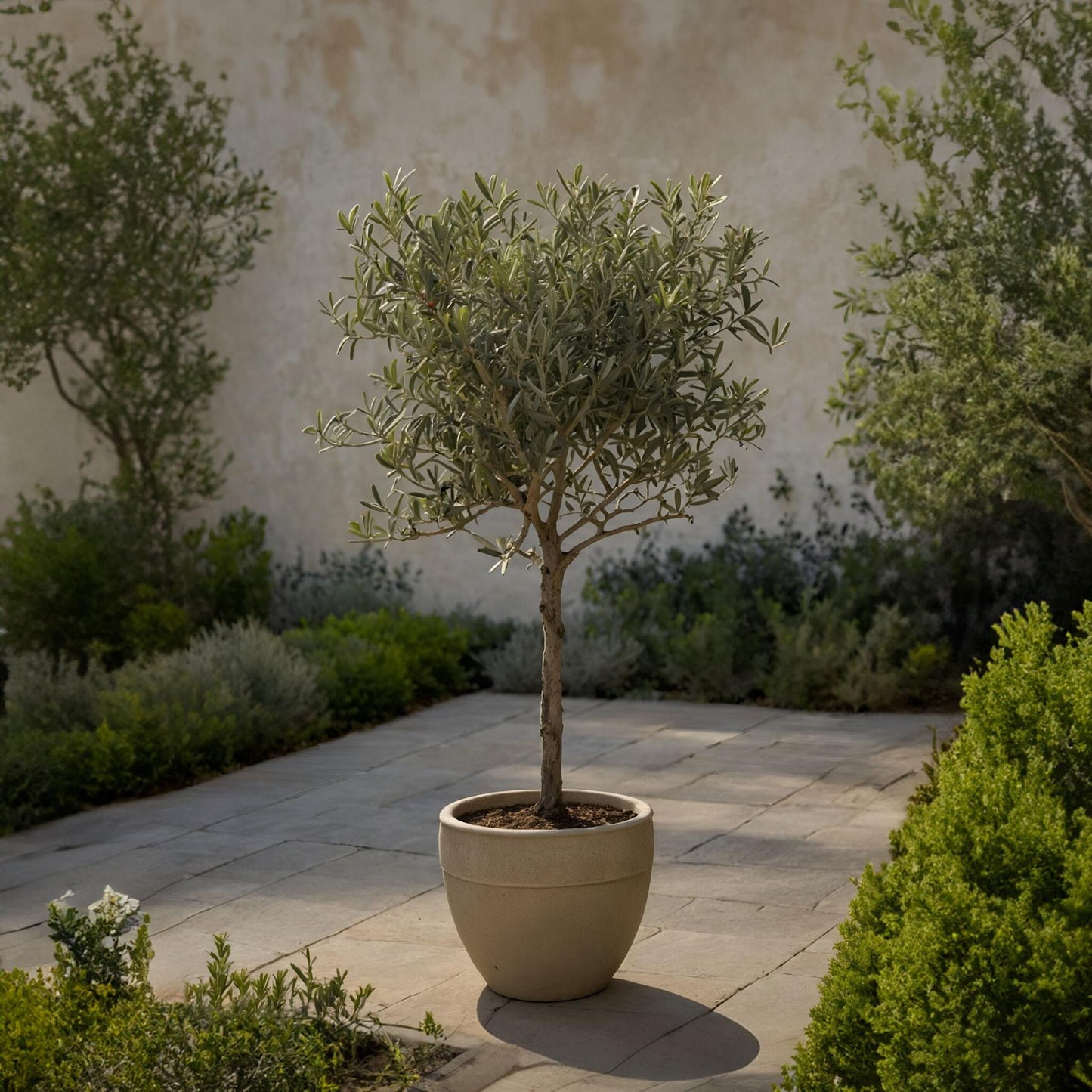 Olivo - 2 Pzs - Olea Europaea - Altura 50-60cm - ⌀14cm_1