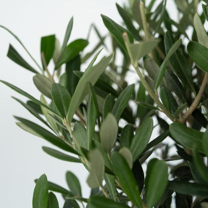 Olivo - 2 Pzs - Olea Europaea - Altura 50-60cm - ⌀14cm_3