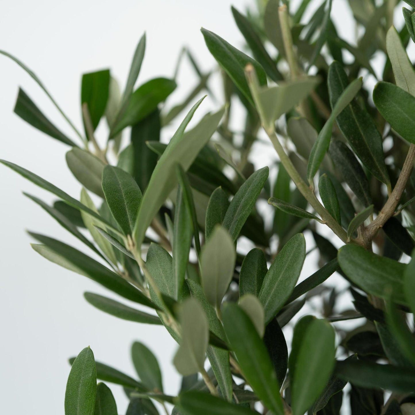 Olivo - 2 Pzs - Olea Europaea - Altura 90-100cm - ⌀21cm_3