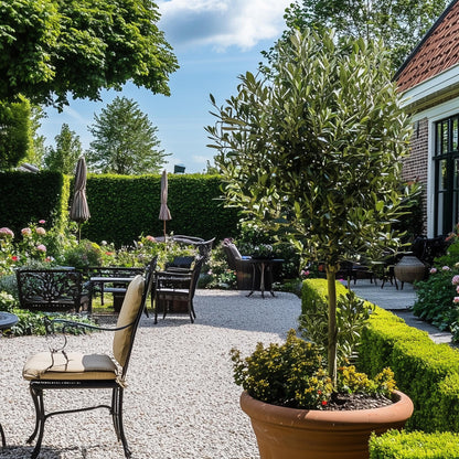 Olivo - Olea Europaea - Altura 155-170cm - ⌀19cm_1