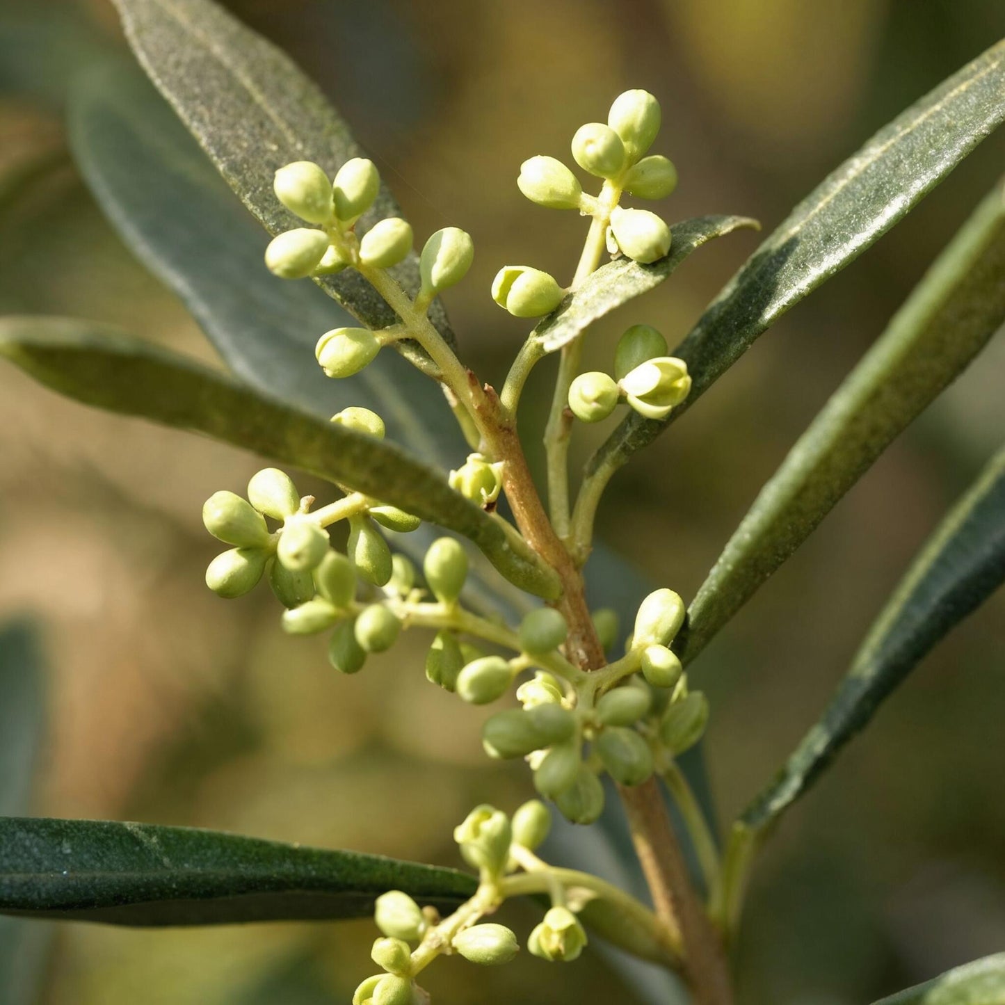 Olivo - Olea Europaea - Altura 155-170cm - ⌀19cm_3