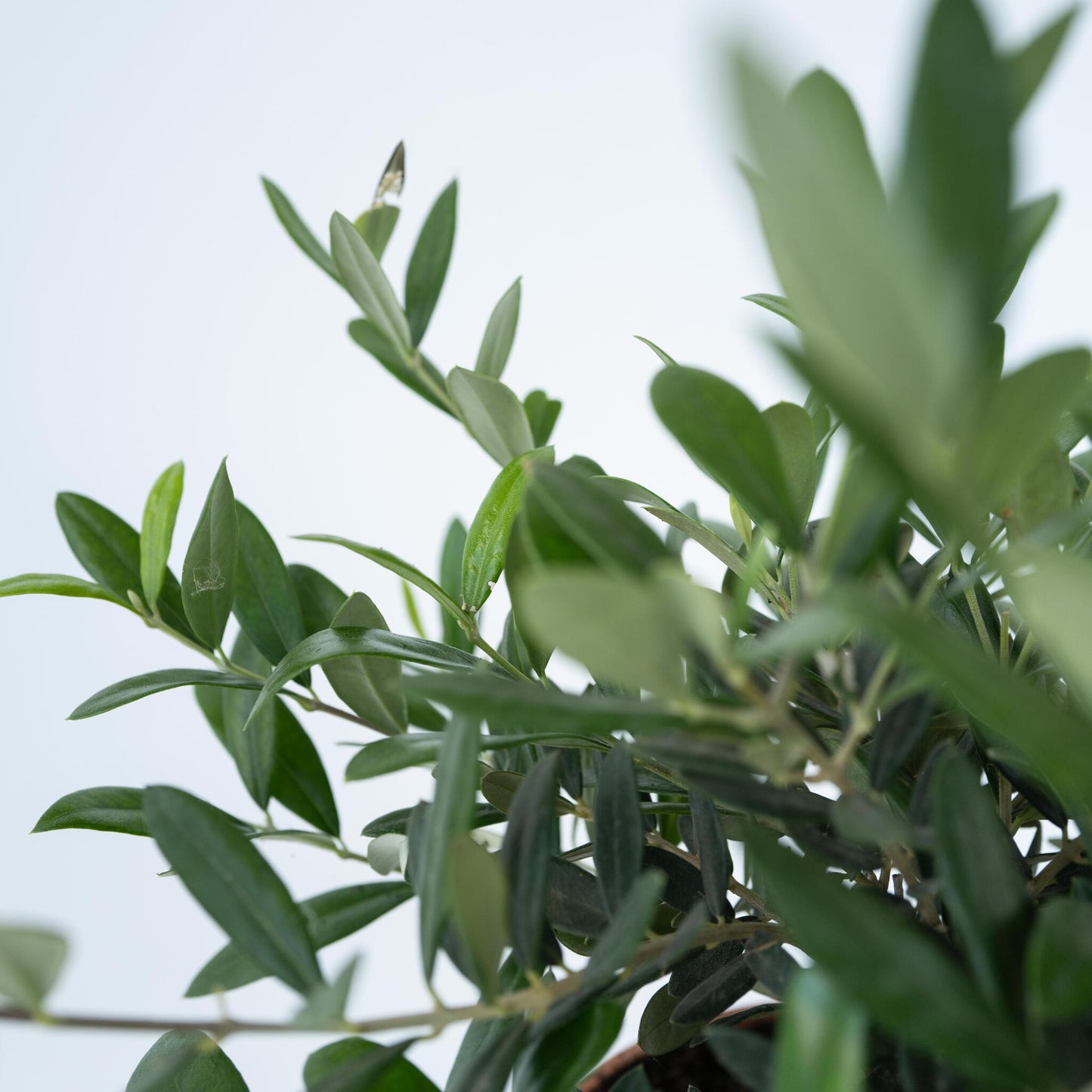 Olivo - Olea Europaea - Altura 30-40cm - ⌀21cm_3