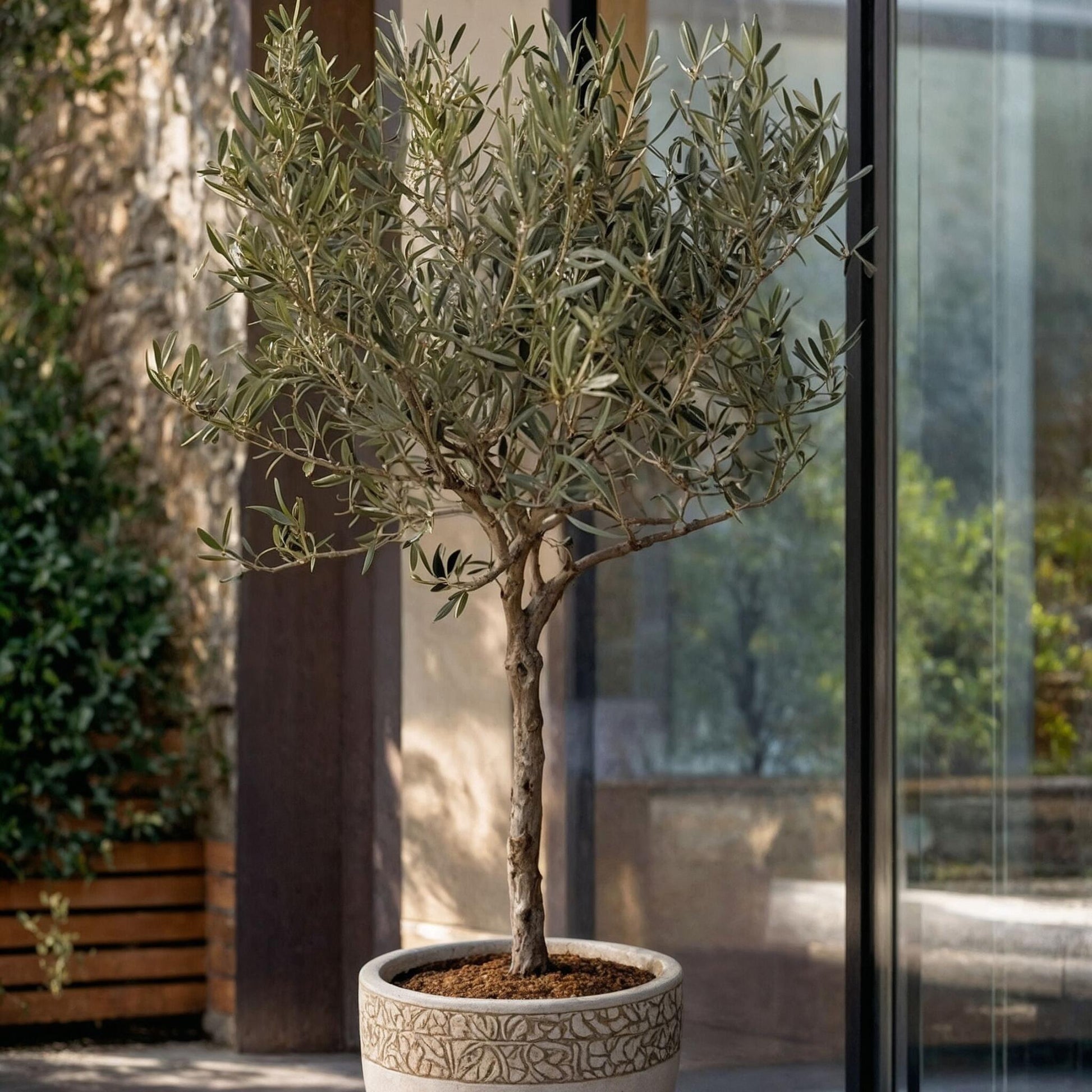 Olivo - Olea Europaea - Altura 45-55cm - ⌀14cm_4