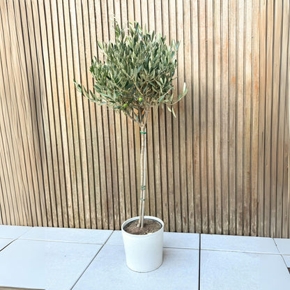 Olivo - Olea Europaea - Altura 90-100cm - ⌀21cm_1