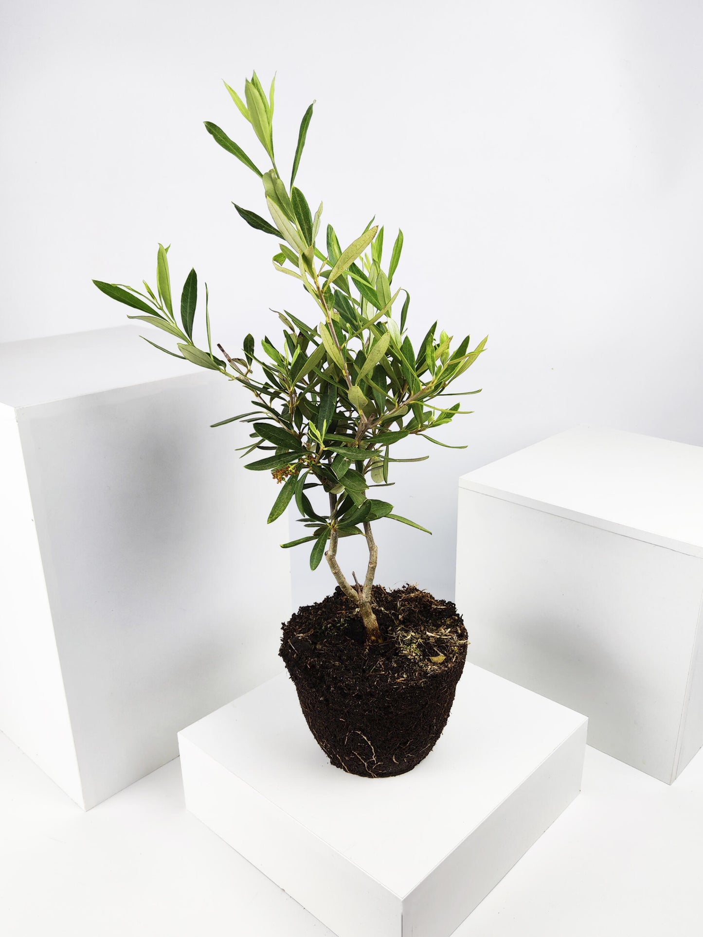 Olivo | Altura 35cm - Diámetro 15cm_0