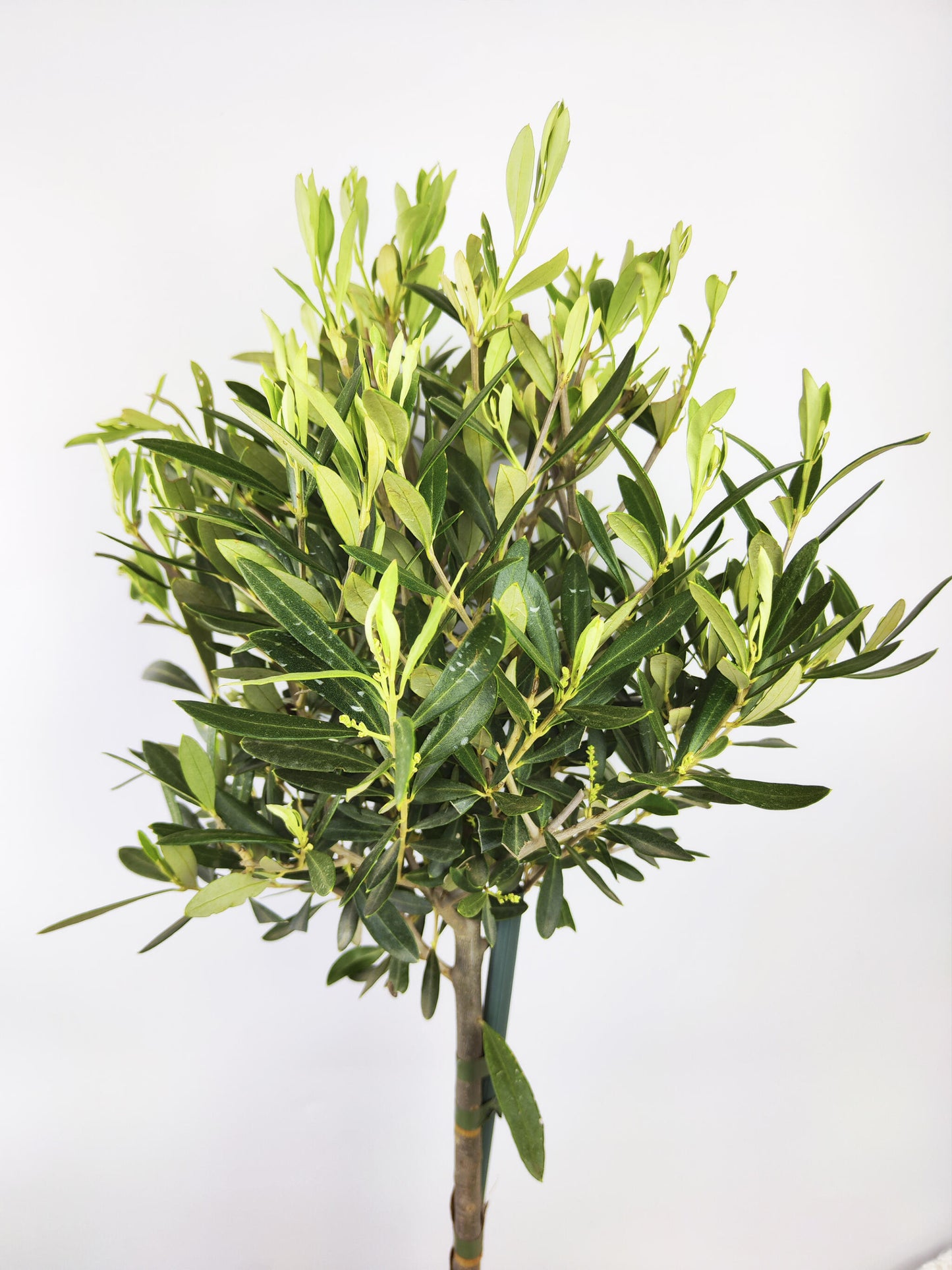 Olivo | Altura 35cm - Diámetro 15cm_1