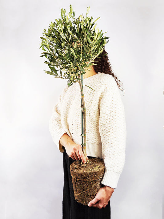 Olivo | Altura 95cm - Diámetro 20cm_0