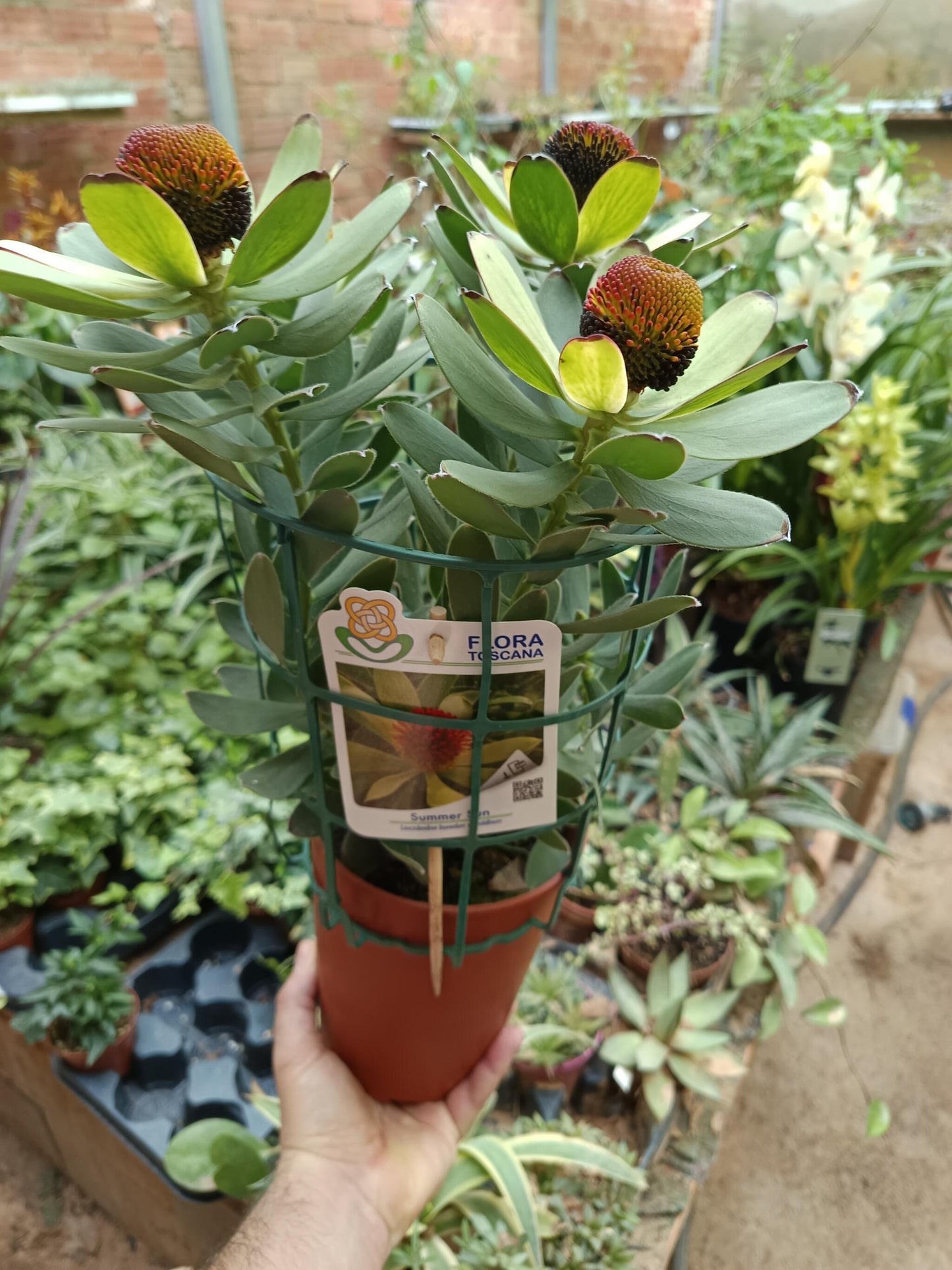 Olivo Ø5 Altura 35 Cms Planta Ideal Para Bonsai O Decoración_1