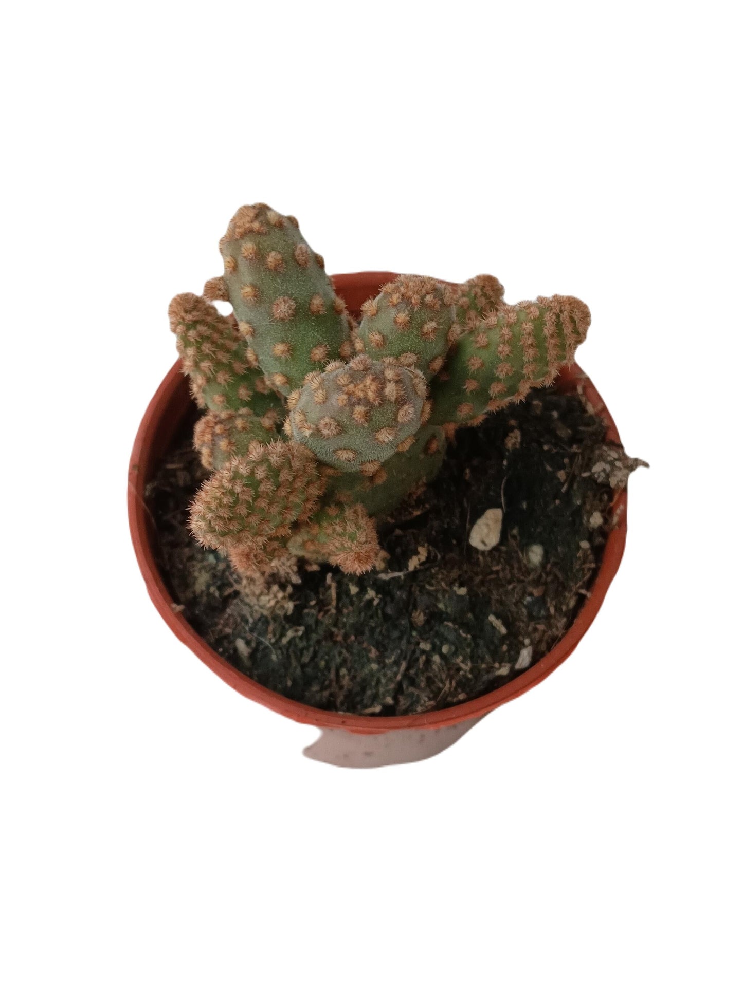 Opuntia Rufida Var Minor Mini Cactus Ø5 Cm_0