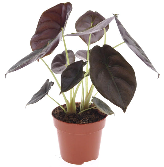 Oreja De Elefante - Alocasia Cuprea 'red Secret' - Altura 25-35cm - ⌀12cm_0