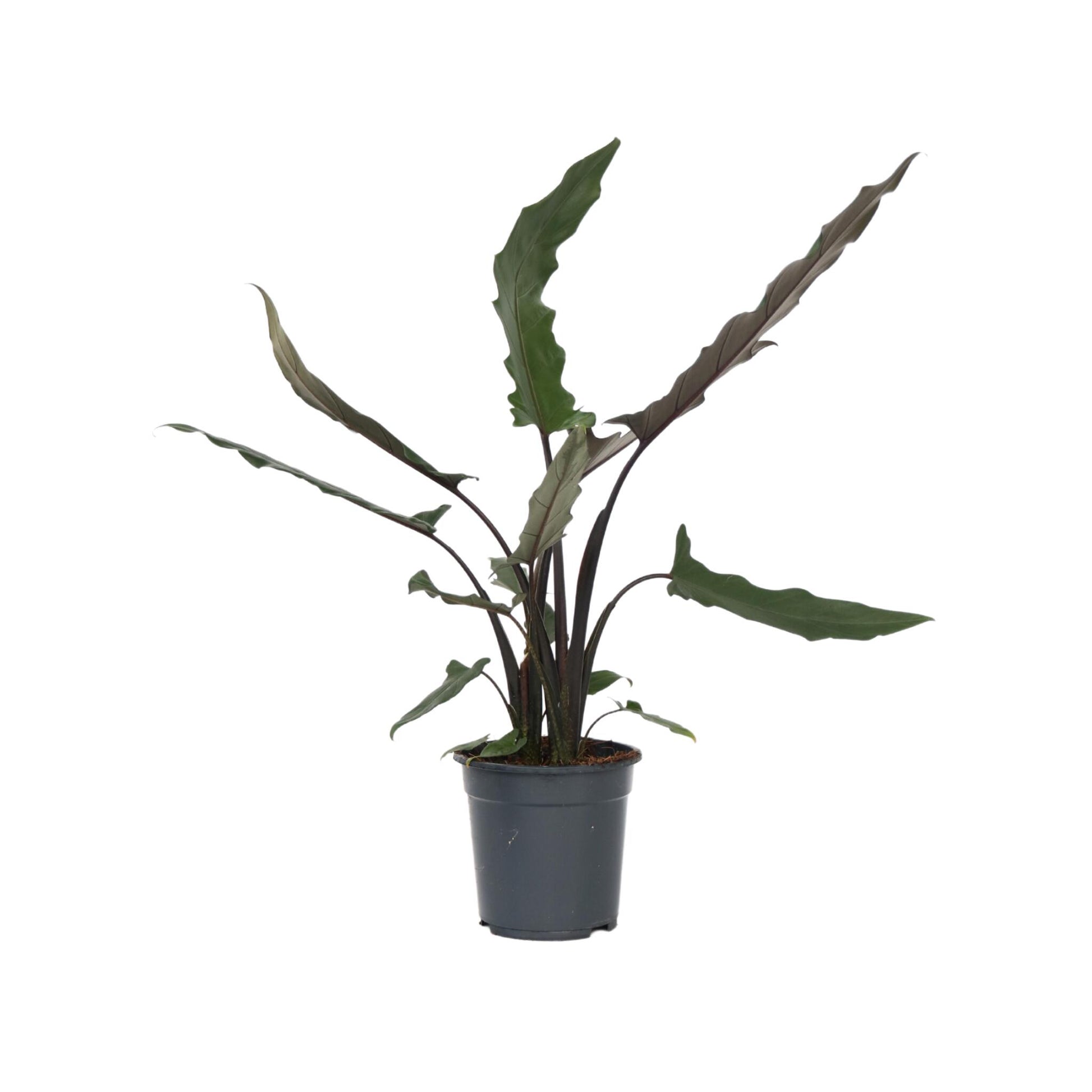 Oreja De Elefante - Alocasia Lauterbachiana - Altura 80-90cm - ⌀19cm_0