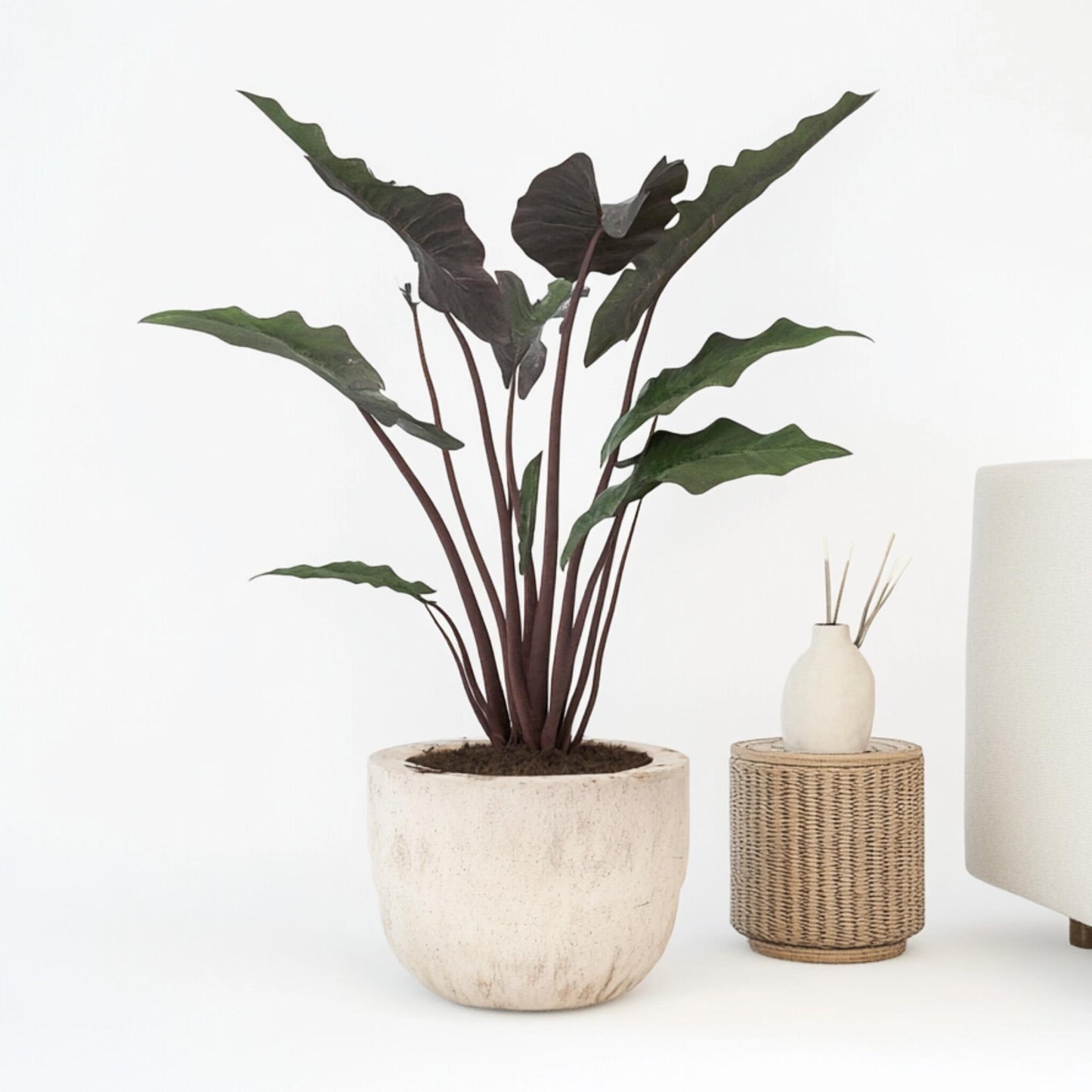 Oreja De Elefante - Alocasia Lauterbachiana - Altura 80-90cm - ⌀19cm_1