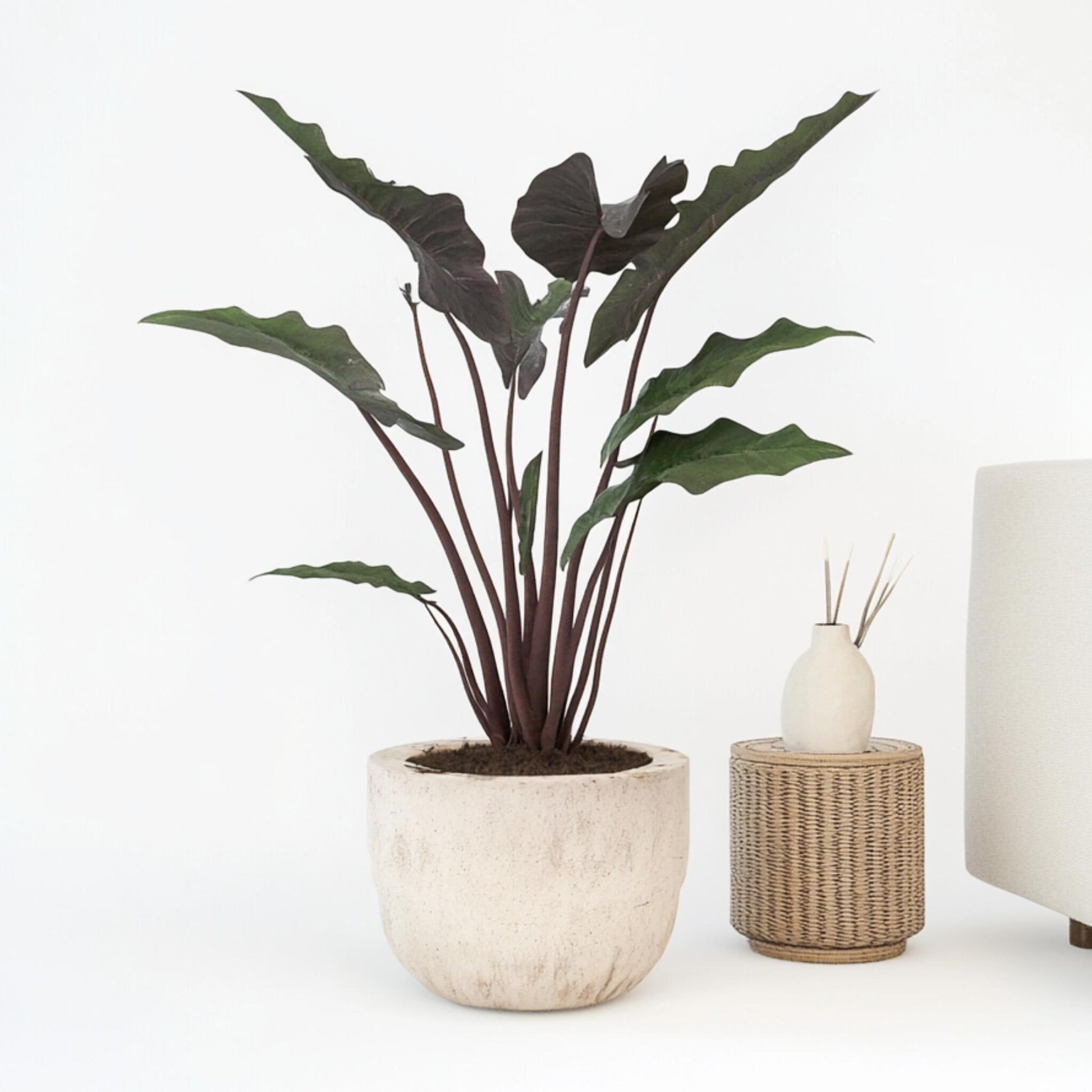 Oreja De Elefante - Alocasia Lauterbachiana - Altura 80-90cm - ⌀19cm_1