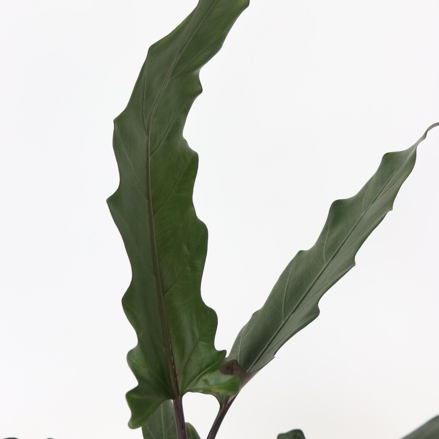 Oreja De Elefante - Alocasia Lauterbachiana - Altura 80-90cm - ⌀19cm_3