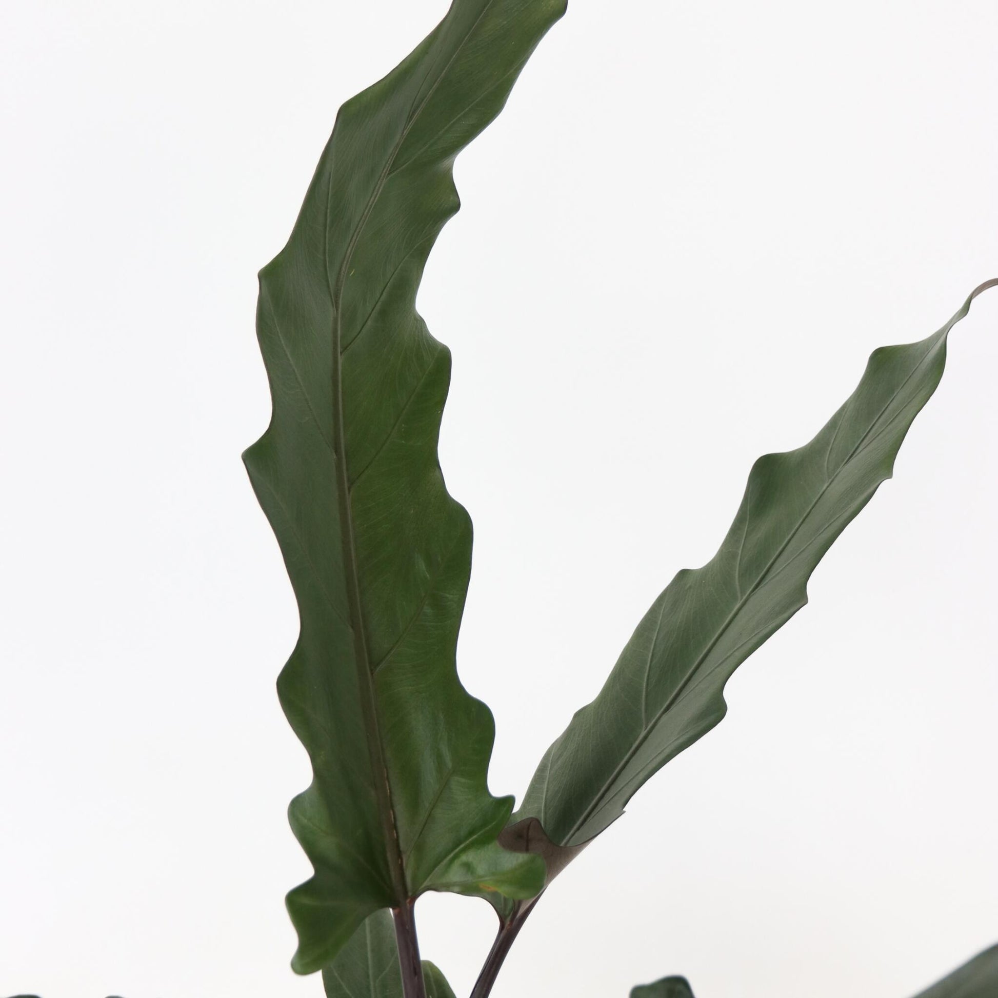 Oreja De Elefante - Alocasia Lauterbachiana - Altura 80-90cm - ⌀19cm_3
