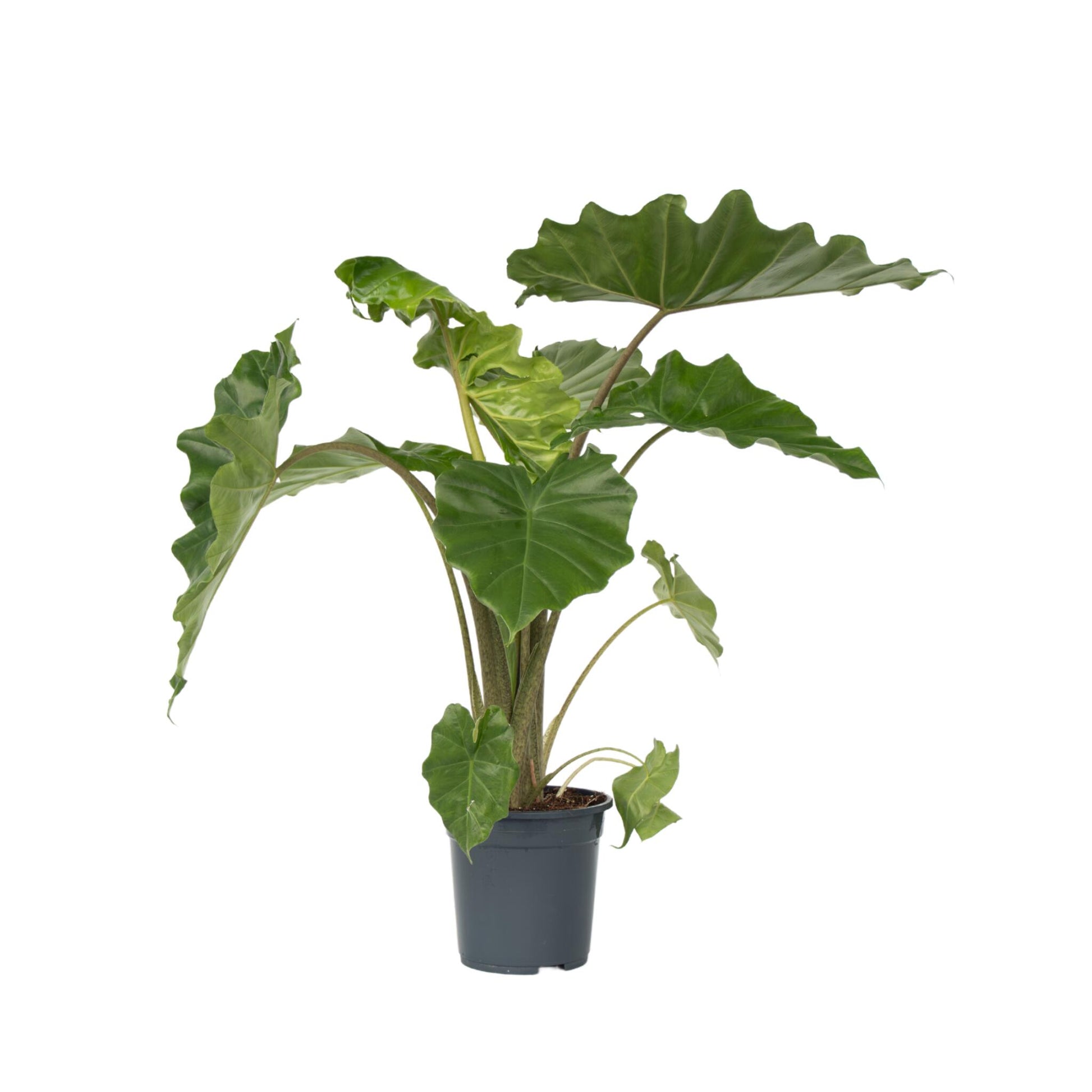 Oreja De Elefante - Alocasia Portodora - Altura 80-90cm - ⌀21cm_0