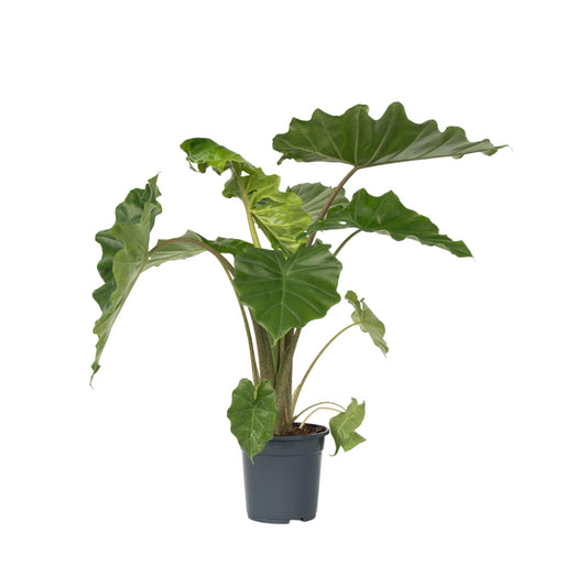 Oreja De Elefante - Alocasia Portodora - Altura 80-90cm - ⌀21cm_0