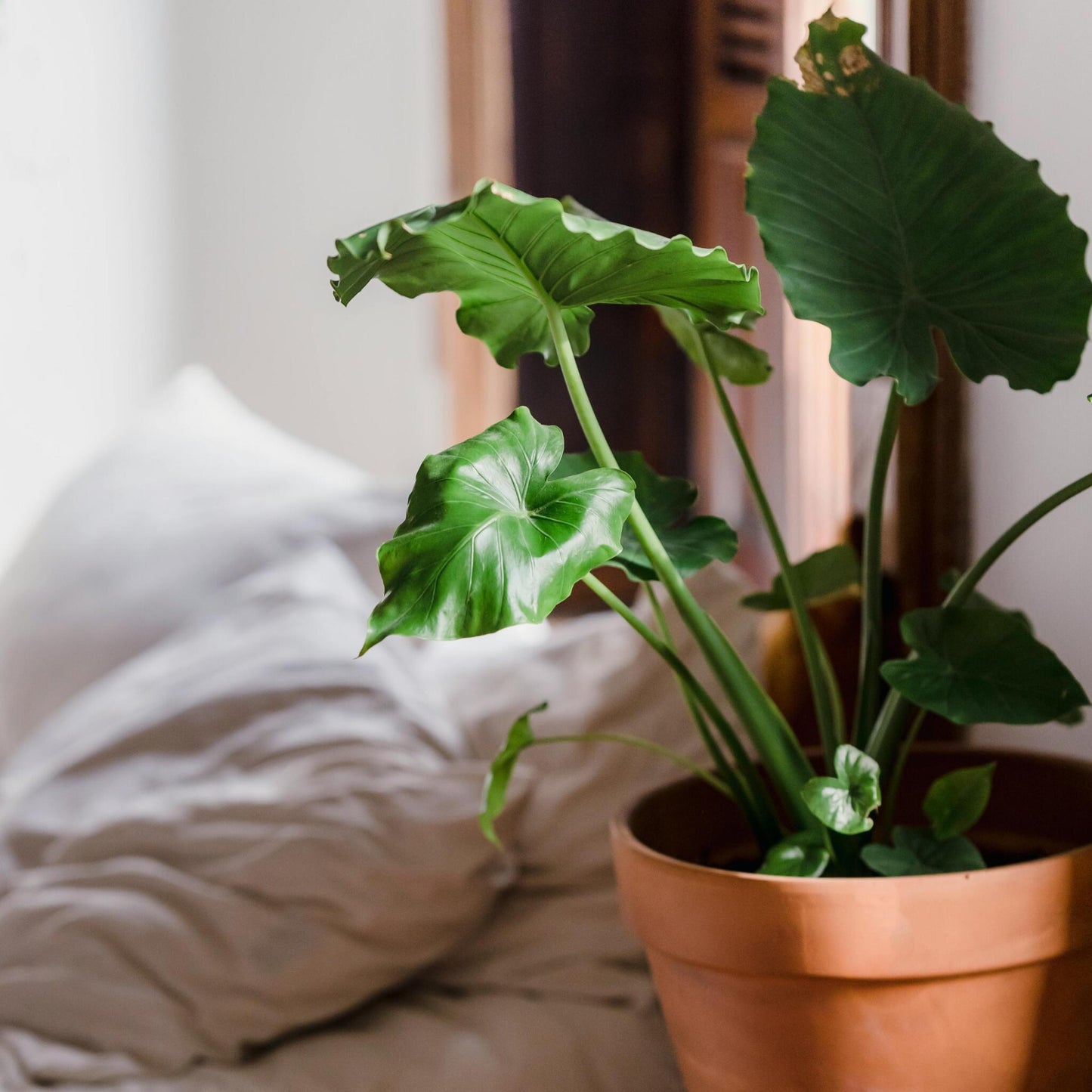 Oreja De Elefante - Alocasia Portodora - Altura 80-90cm - ⌀21cm_1