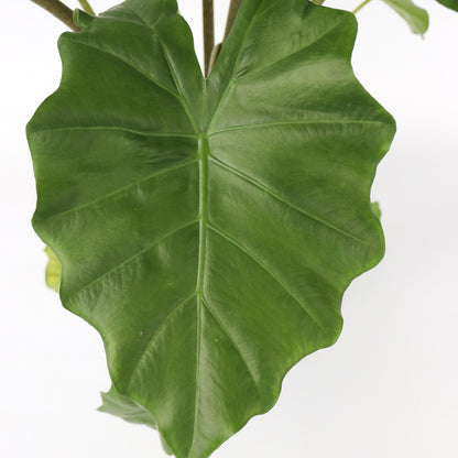 Oreja De Elefante - Alocasia Portodora - Altura 80-90cm - ⌀21cm_3