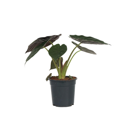 Oreja De Elefante - Alocasia Wentii - Altura 70-80cm - ⌀19cm_0