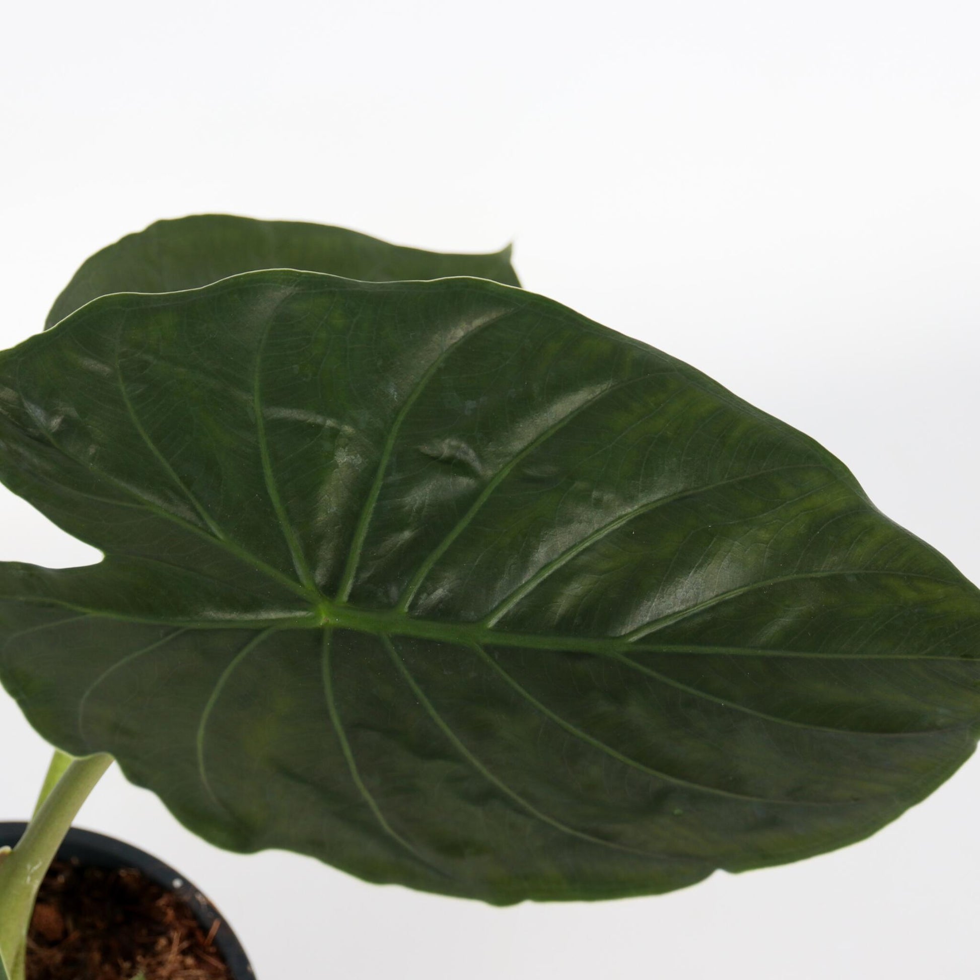 Oreja De Elefante - Alocasia Wentii - Altura 70-80cm - ⌀19cm_3