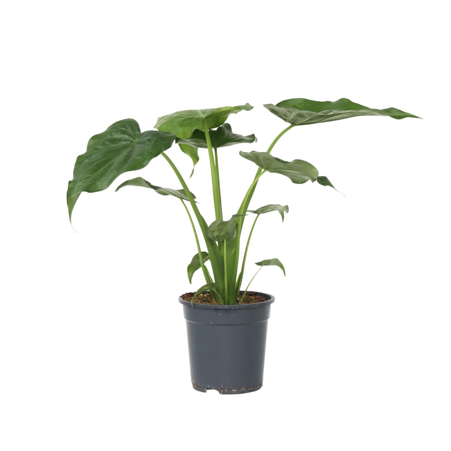 Oreja De Elefante - Alocasia 'cucullata' - Altura 70-80cm - ⌀19cm_0