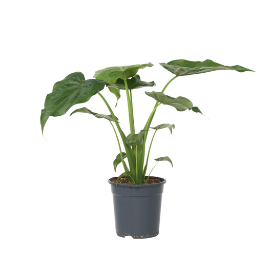Oreja De Elefante - Alocasia 'cucullata' - Altura 70-80cm - ⌀19cm_0