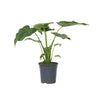 Oreja De Elefante - Alocasia 'cucullata' - Altura 70-80cm - ⌀19cm