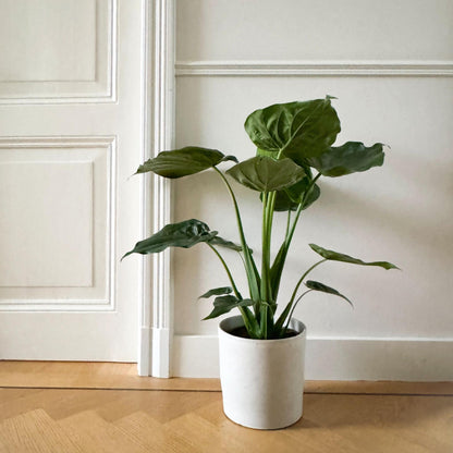 Oreja De Elefante - Alocasia 'cucullata' - Altura 70-80cm - ⌀19cm_1