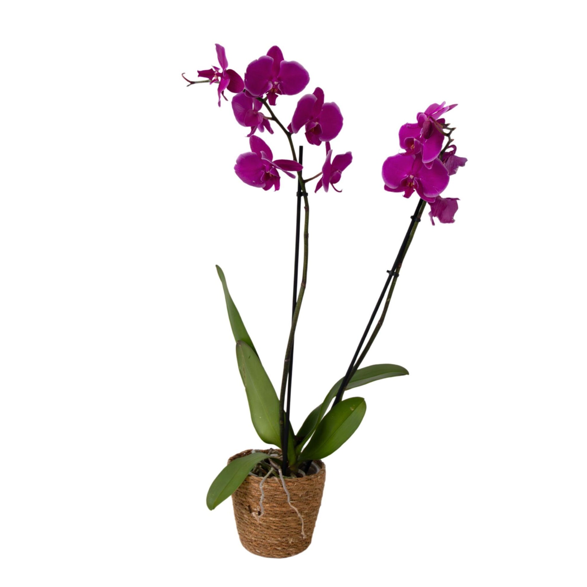 Orqídea Phalaenopsis - Phalaenopsis - Altura 50-60cm - ⌀12cm_0