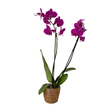 Orqídea Phalaenopsis - Phalaenopsis - Altura 50-60cm - ⌀12cm_0