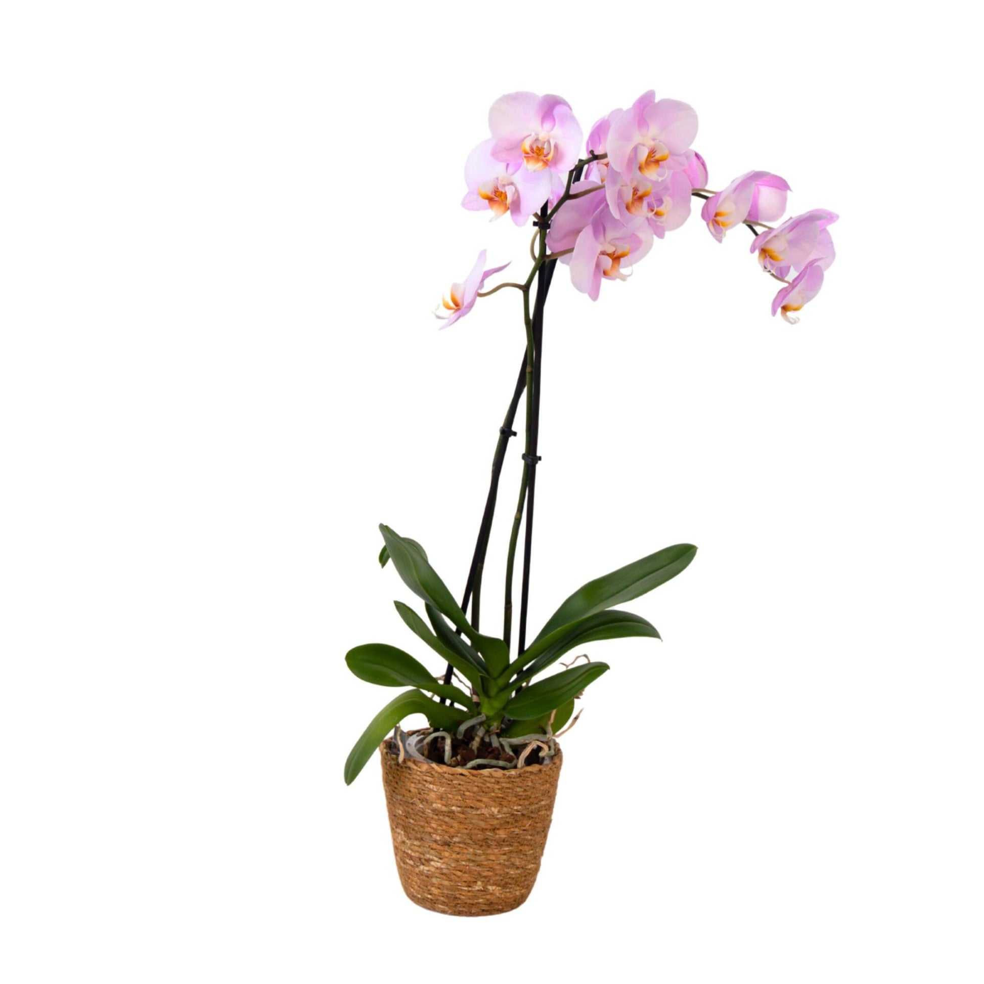 Orqídea Phalaenopsis - Phalaenopsis - Altura 50-60cm - ⌀12cm_0