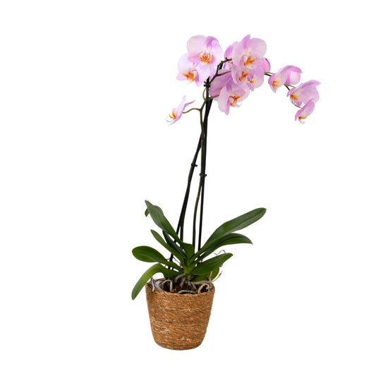 Orqídea Phalaenopsis - Phalaenopsis - Altura 50-60cm - ⌀12cm_0
