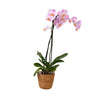 Orqídea Phalaenopsis - Phalaenopsis - Altura 50-60cm - ⌀12cm
