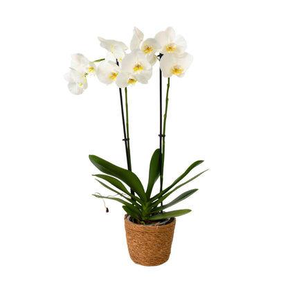 Orqídea Phalaenopsis - Phalaenopsis - Altura 50-60cm - ⌀12cm_0