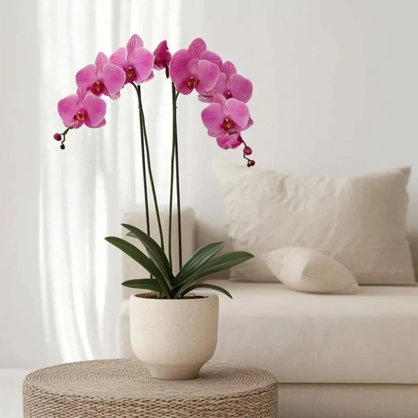 Orqídea Phalaenopsis - Phalaenopsis - Altura 50-60cm - ⌀12cm_1